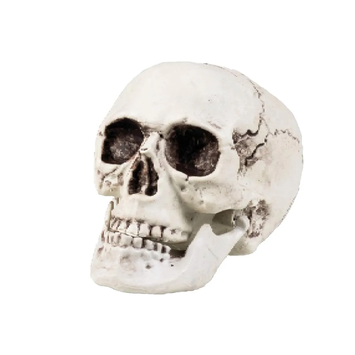 Calavera decorativa Halloween (varios modelos) ㅤ