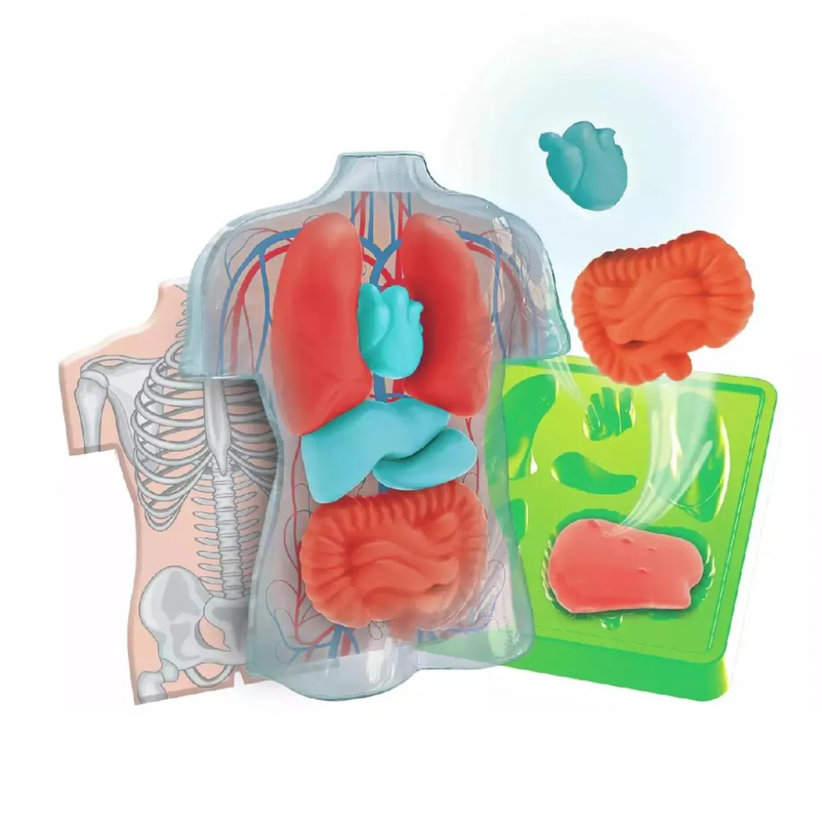 Clementoni - Kit Anatomía Squishy Organs