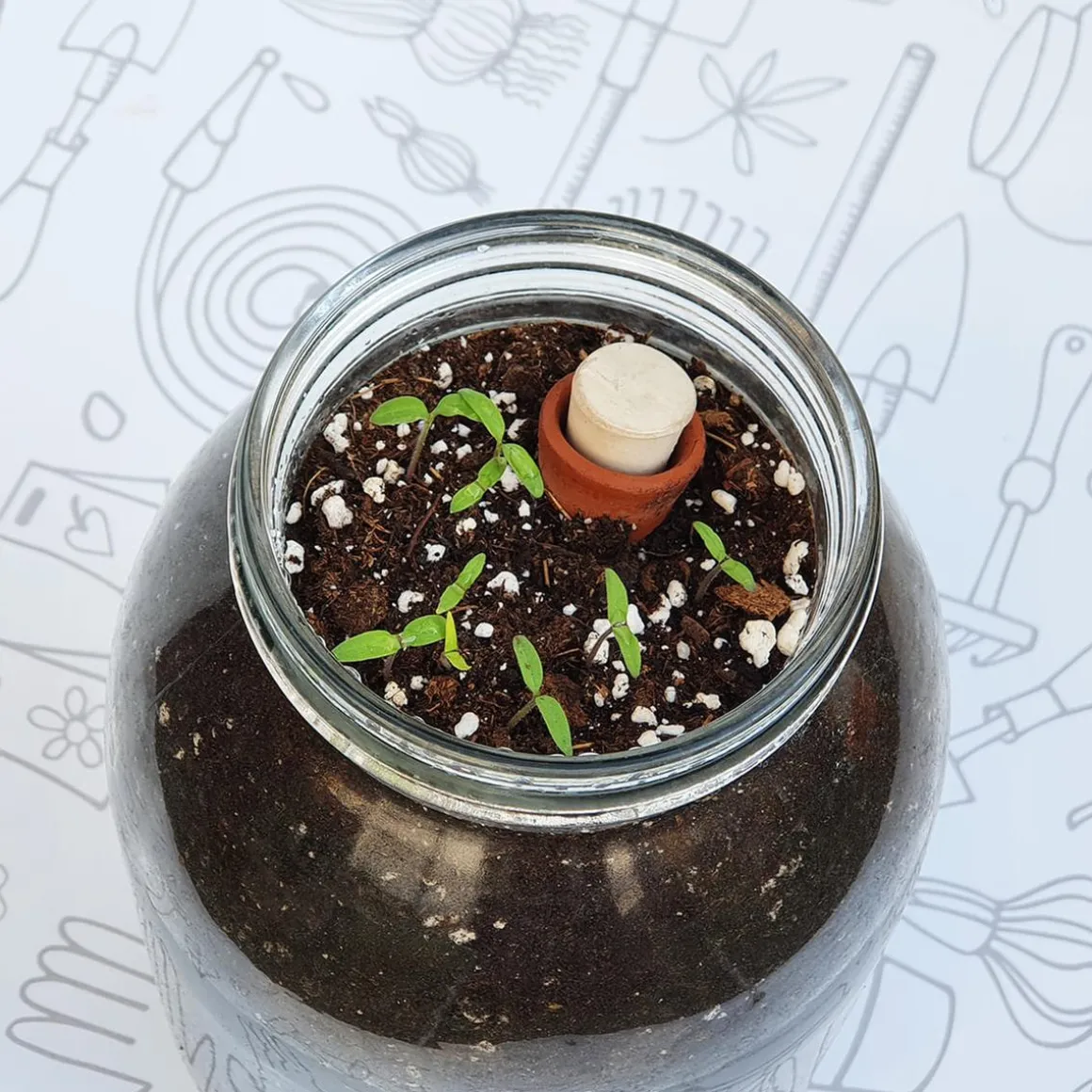 Kit de cultivo de tomate Cherry orgánico para interior
