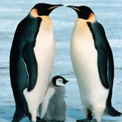 WWF - Pingüinos - Puzzle 100 piezas
